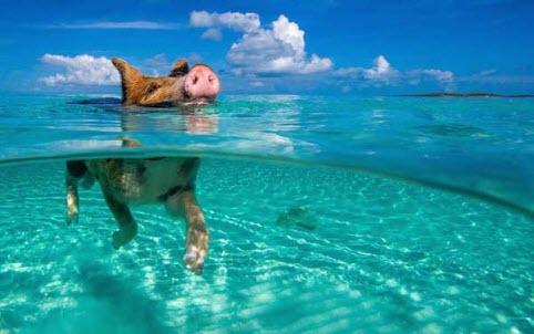 Ngộ nghĩnh đàn heo bơi trên biển Caribbean