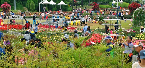 Rực rỡ lễ hội hoa hồng thơm ngát ở công viên Ulsan