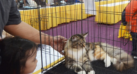 lễ hội mèo hút phái nữ ở malaysia