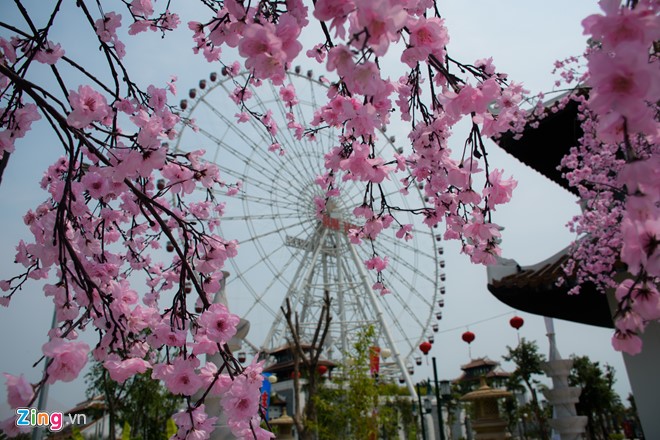 lễ hội hoa anh đào hanami đà nẵng trước ngày khai mạc