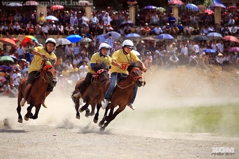 Hội đua ngựa Bắc Hà vào mùa mận Tam Hoa chín rộ