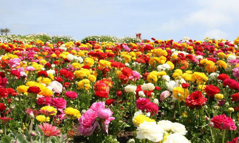 chiêm ngưỡng vẻ đẹp 12 cánh đồng hoa đẹp nhất thế giới