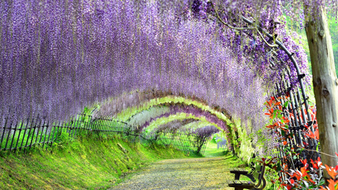31 thắng cảnh đẹp nhất xứ sở hoa anh đào Nhật Bản (P1) - ALONGWALKER