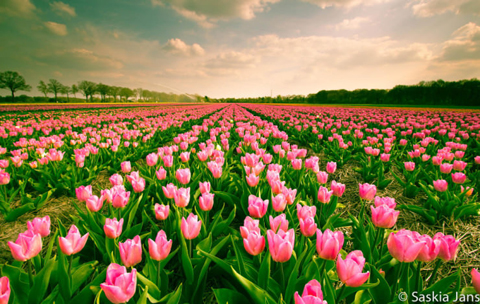 top 10 điểm đến sở hữu cảnh mùa xuân đẹp mê đắm lòng người (p1)