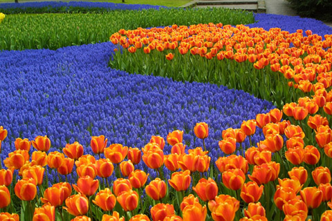 6 điểm đến nổi tiếng với lễ hội hoa Tulip hàng năm