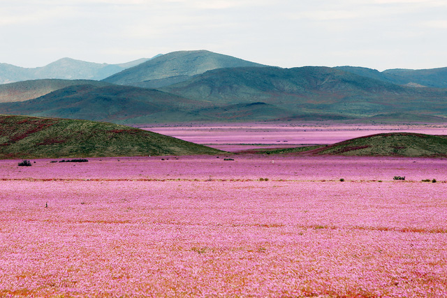Kỳ diệu sa mạc biến thành thảm hoa đẹp lộng lẫy