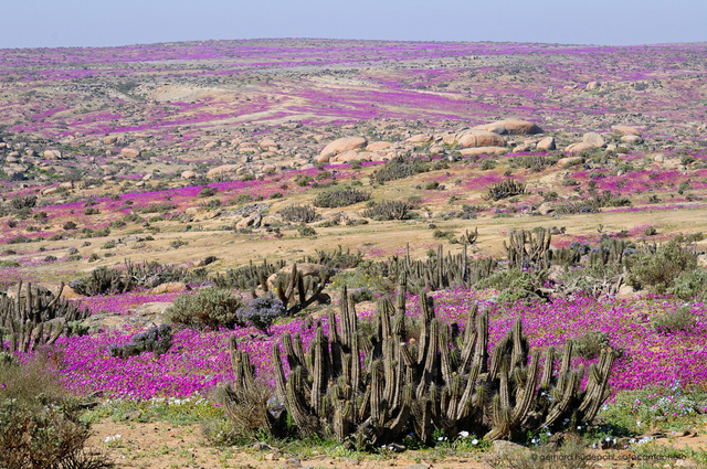 kỳ diệu sa mạc biến thành thảm hoa đẹp lộng lẫy