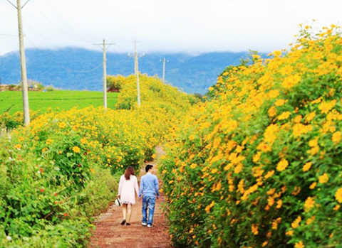 Mê mải những thiên đường săn hoa dã quỳ đẹp nhất Việt Nam
