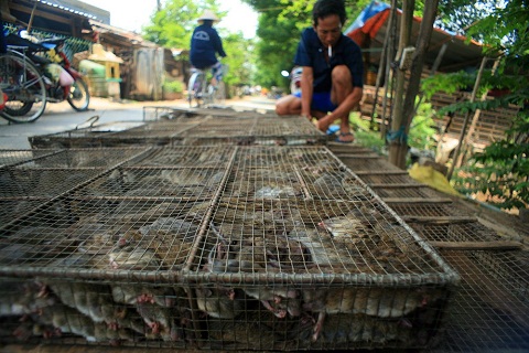 “Kỳ dị” chợ chuột Phù Dật - Khu chợ độc nhất vô nhị vùng miền Tây