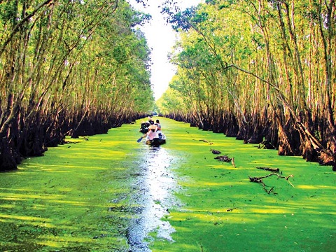 Top 4 rừng tràm đẹp nhất Việt Nam nghe là muốn vác ba lô lên và đi ngay