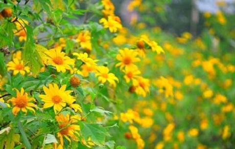 Ba điểm 'săn' hoa dã quỳ hot nhất mùa thu