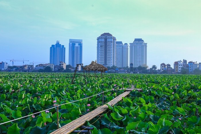 cảnh đẹp hà nội, du lịch hà nội, đầm sen xuân đỉnh, hồ tây, khách sạn hà nội, khám phá hà nội, mùa hoa hà nội, mytour.vn, ngắm sen hà nội, sen hà nội, 3 địa điểm ngắm sen nở đẹp nhất hà thành