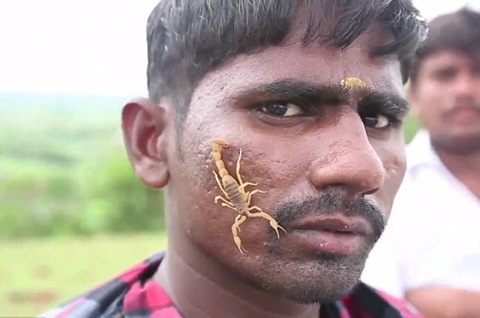 rùng mình lễ hội naga panchami ở ấn độ - cho bọ cạp bò lên người