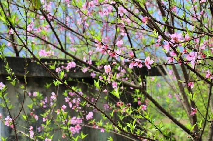 Ghé thăm Mộc Châu – Thiên đường của những loài hoa dân dã