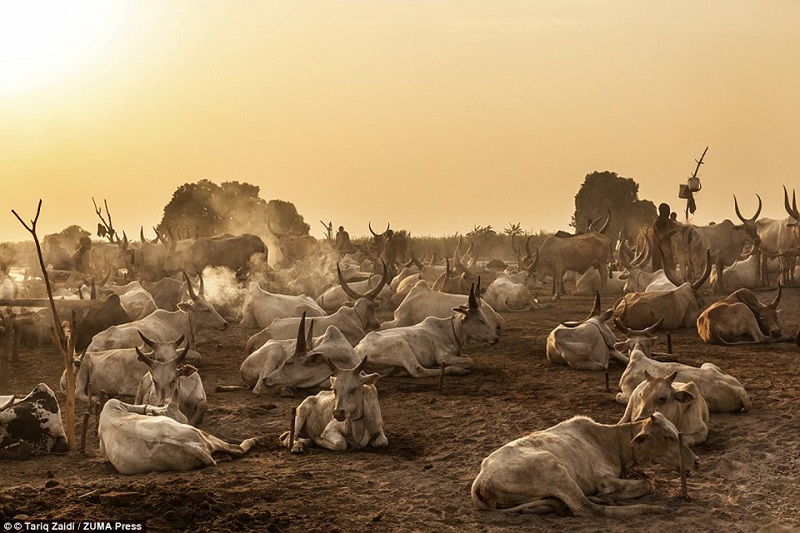 Kỳ lạ bộ tộc gội đầu bằng...nước tiểu bò qua lăng kính nhiếp ảnh gia Tariq Zaidi