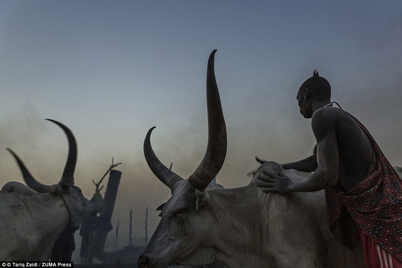 kỳ lạ bộ tộc gội đầu bằng...nước tiểu bò qua lăng kính nhiếp ảnh gia tariq zaidi