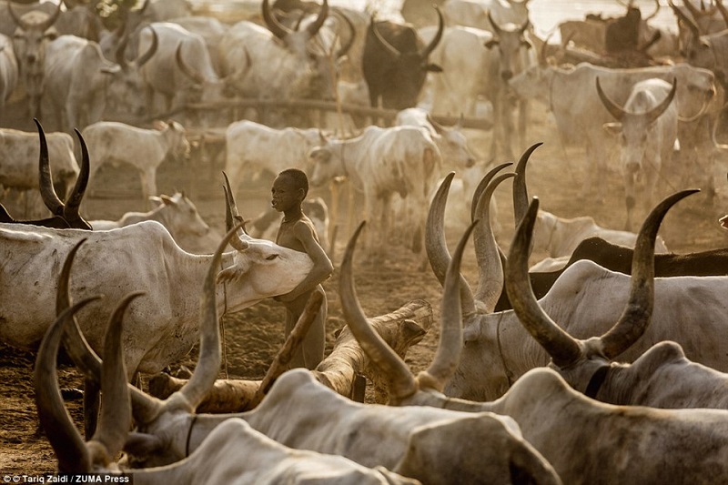 kỳ lạ bộ tộc gội đầu bằng...nước tiểu bò qua lăng kính nhiếp ảnh gia tariq zaidi