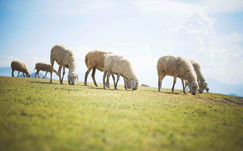 Điểm danh những cánh đồng cừu đẹp như phim ở Việt Nam
