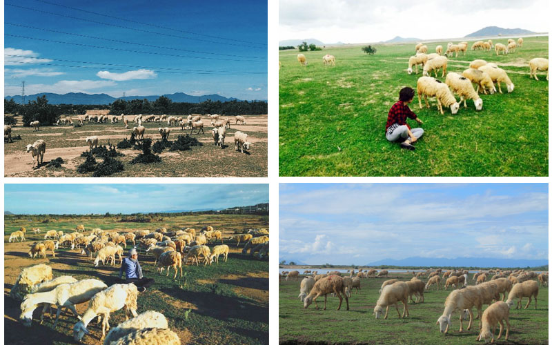 điểm danh những cánh đồng cừu đẹp như phim ở việt nam