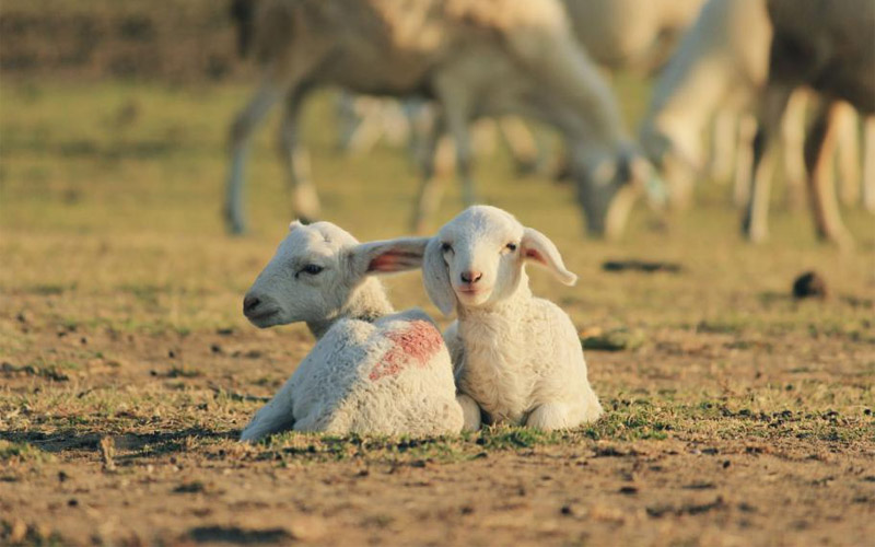 điểm danh những cánh đồng cừu đẹp như phim ở việt nam