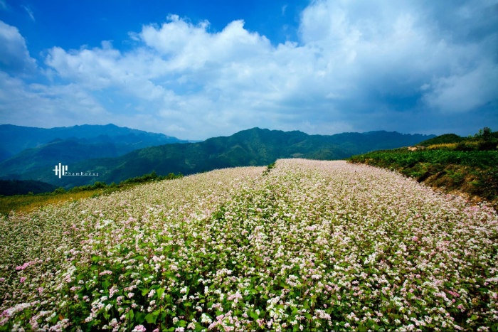 ảnh cưới hà giang, cảnh đẹp hà giang, du lịch hà giang, du lịch lũng cú, hoa tam giác mạch hà giang, khách sạn hà giang, kinh nghiệm du lịch hà giang, mùa hoa mộc châu, mytour.vn, về hà giang chụp ảnh cưới ngọt ngào cùng hoa tam giác mạch