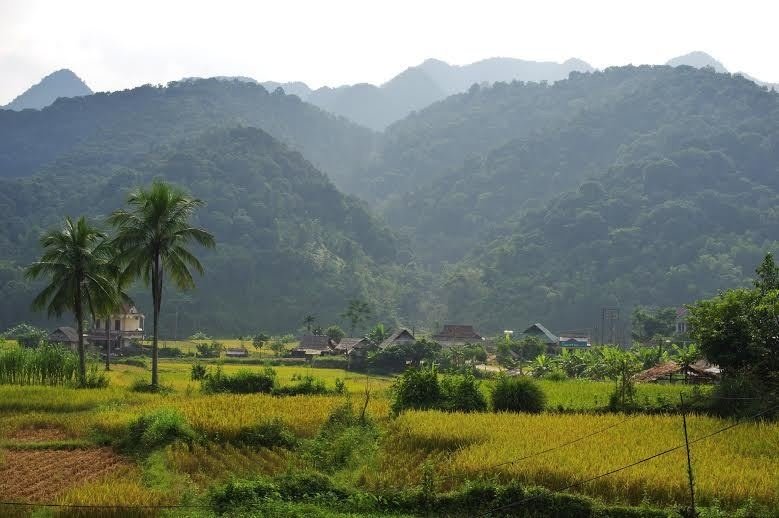 cảnh đẹp thanh hóa, du lịch pù luông, du lịch thanh hóa, đỉnh pù luông, khách sạn thanh hóa, khám phá thanh hóa, mùa vàng pù luông, mytour, pù luông, pù luông thanh hóa, mùa vàng trên đỉnh pù luông xứ thanh