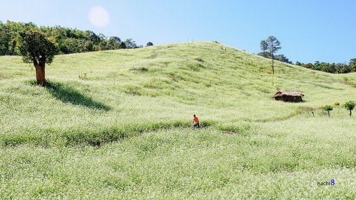 Phải lòng vẻ đẹp tinh khôi của mùa hoa cải Mộc Châu tháng 11