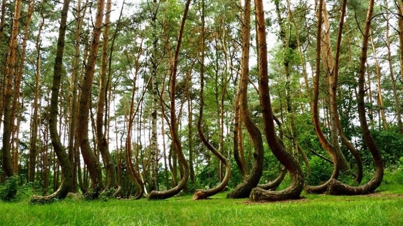 những khu rừng bí ẩn nhất hành tinh thách thức trí tưởng tượng con người!
