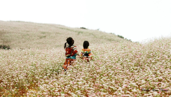 Đi dọc Việt Nam ngắm những cánh đồng hoa nao lòng tháng 11