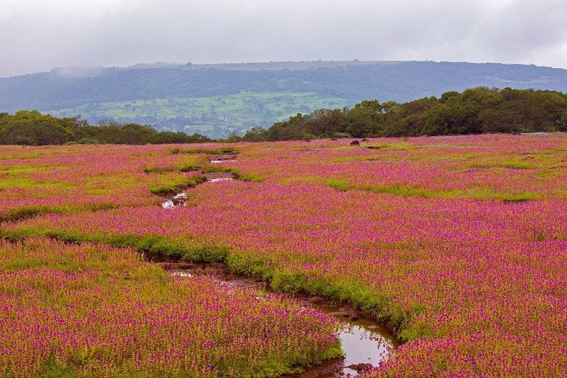 top 10 cánh đồng hoa hút khách nhất trên thế giới