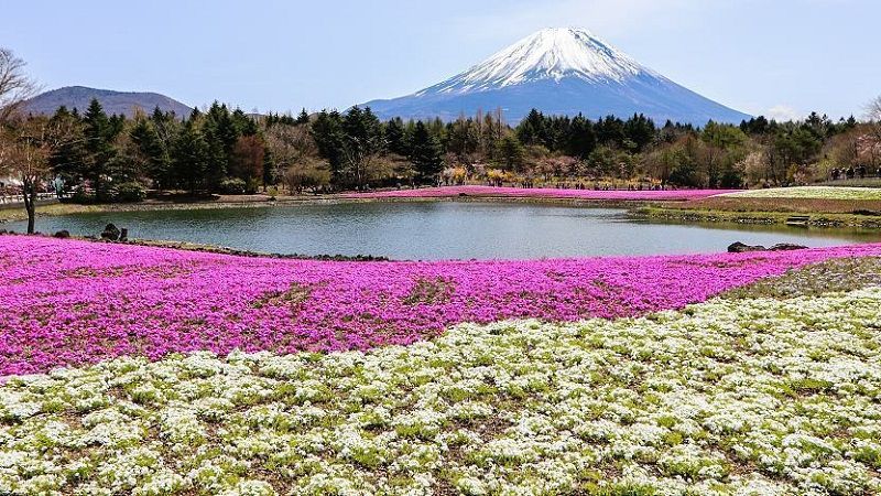 top 10 cánh đồng hoa hút khách nhất trên thế giới