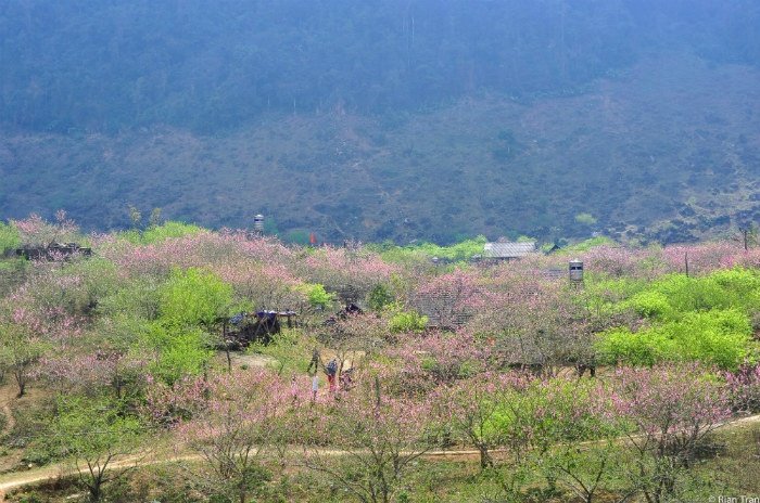 Xuân về tràn ngập sắc hồng đào khắp Việt Nam
