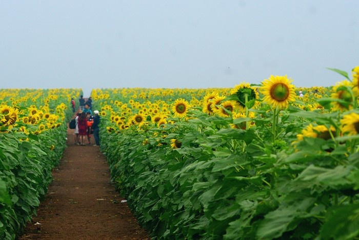 Cánh đồng hoa hướng dương ở Nghệ An lớn nhất Việt Nam