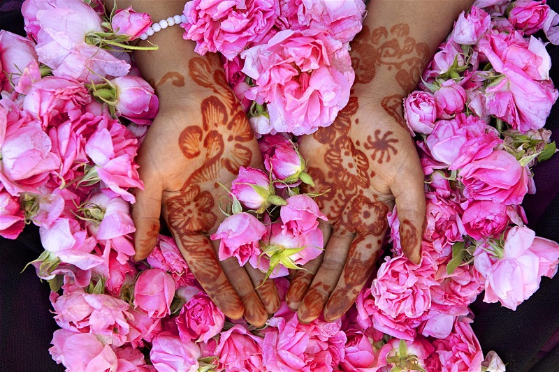 ngẩn ngơ với lễ hội hoa hồng tràn ngập sắc hương tại maroc