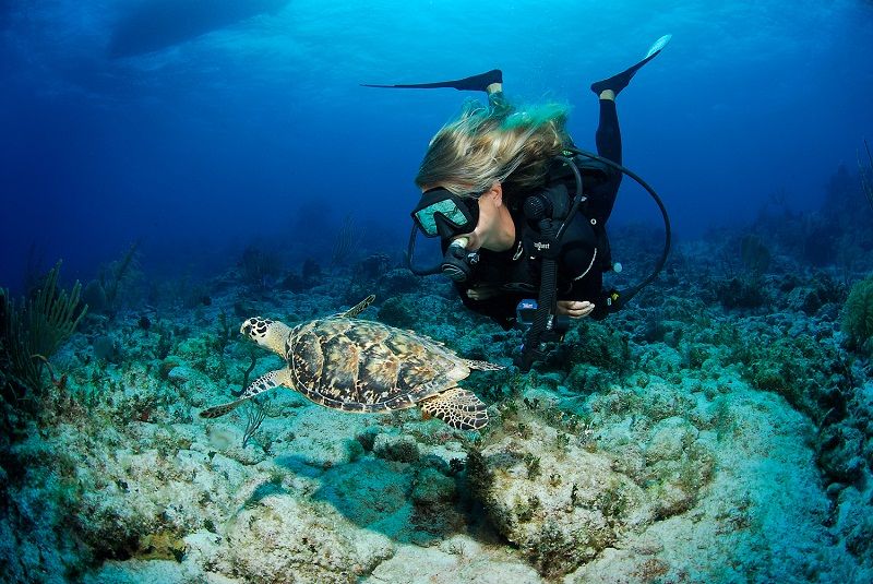 hướng dẫn du lịch tại đảo grand cayman - thành phố của cá đuối