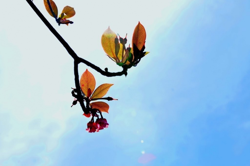 Hoa đào chuông mang xuân về trên đỉnh Bà Nà