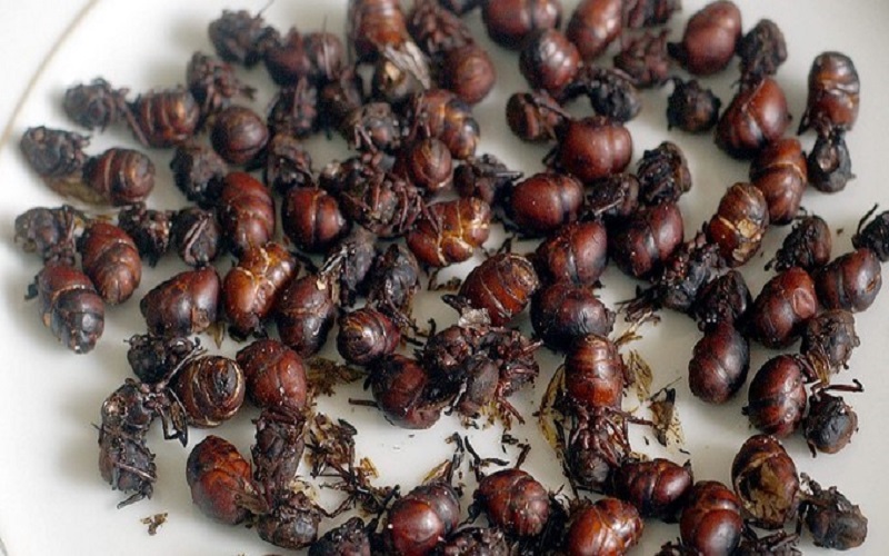 “kiến mông to” đặc sản khoái khẩu của người dân colombia
