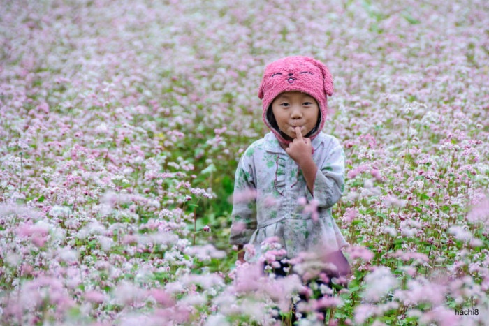 Say đắm sắc hoa hồng trên khắp đất nước Việt