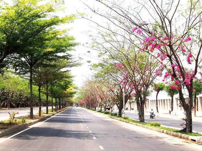 Tháng 3 Sài Gòn rực rỡ những màu hoa