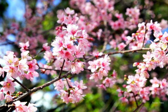 Những mùa hoa tháng 3 ở Đà Lạt khiến bạn mê đắm