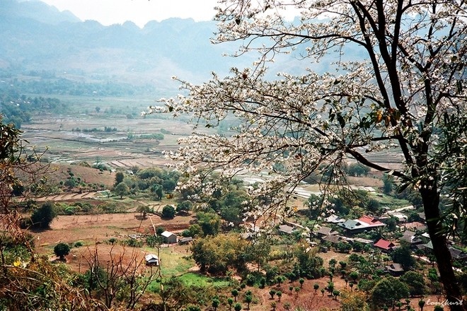 các mùa hoa ở việt nam, cảnh đẹp việt nam, du lịch cao bằng, du lịch mùa hoa, du lịch nghệ an, du lịch tây bắc, du lịch việt nam, khách sạn giá rẻ, khám phá việt nam, mùa hoa tam giác mạch, mytour.vn, tháng 3 thương nhớ những màu hoa dọc miền đất nước