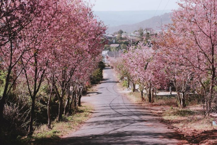 cảnh đẹp đà lạt, du lịch dốc đa quý, du lịch đà lạt, địa điểm du lịch đà lạt, đốc đa quy, khách sạn đà lạt, kinh nghiệm du lịch đà lạt, mytour.vn, dốc đa quý – con đường hoa anh đào đẹp nhất đà lạt