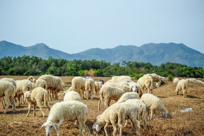 Đến Suối Nghệ – Nô đùa cùng đàn cừu đáng yêu gần xịt Sài Gòn