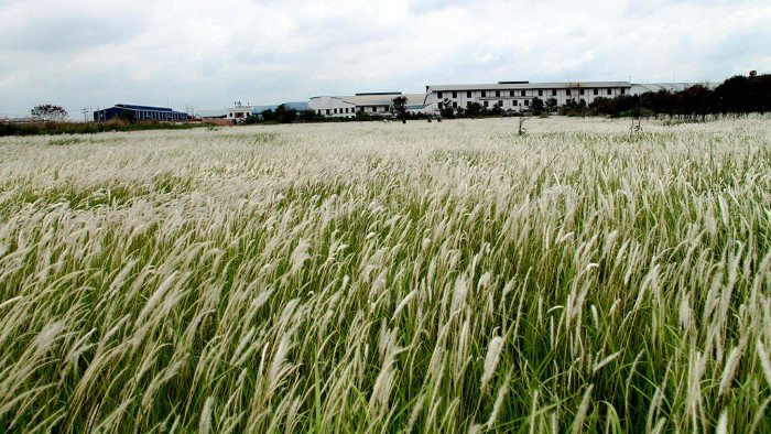 Thu gọi gió về nhẹ nhàng lay động cánh đồng lau tuyệt đẹp ở Long An