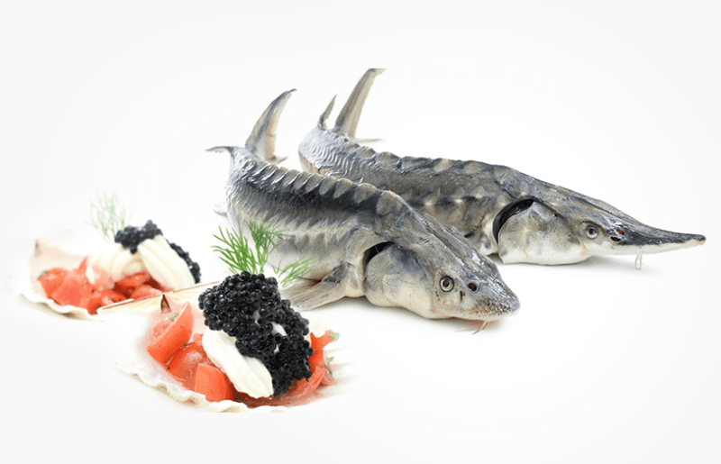 trứng cá tầm đen - món ăn đắt đỏ bậc nhất thế giới