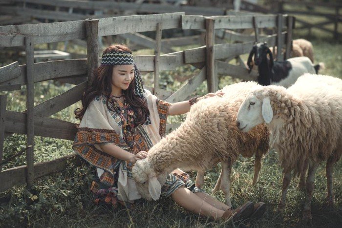 Ước mơ chụp ảnh cùng bầy cừu đã được thực hiện ngay tại Hà Nội rồi đó