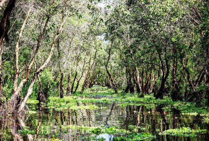 Mùa nước nổi ghé 5 rừng tràm đẹp nhất Việt Nam