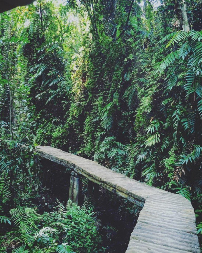 Thám hiểm những nơi chốn bí ẩn trên 5 con đường xuyên rừng đẹp ngút ngàn – Kỳ 2