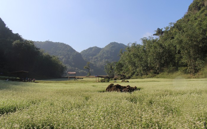 Những cánh đồng hoa tam giác mạch ở Lạng Sơn