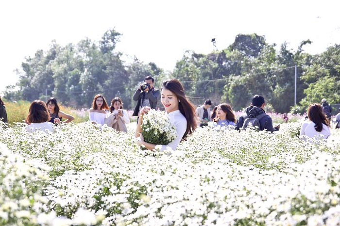 cúc họa mi hà nội, du lịch hà nội, điểm đến hà nội, mùa đông hà nội, mùa hoa hà nội, đông về, xao xuyến mùa cúc họa mi hà nội!